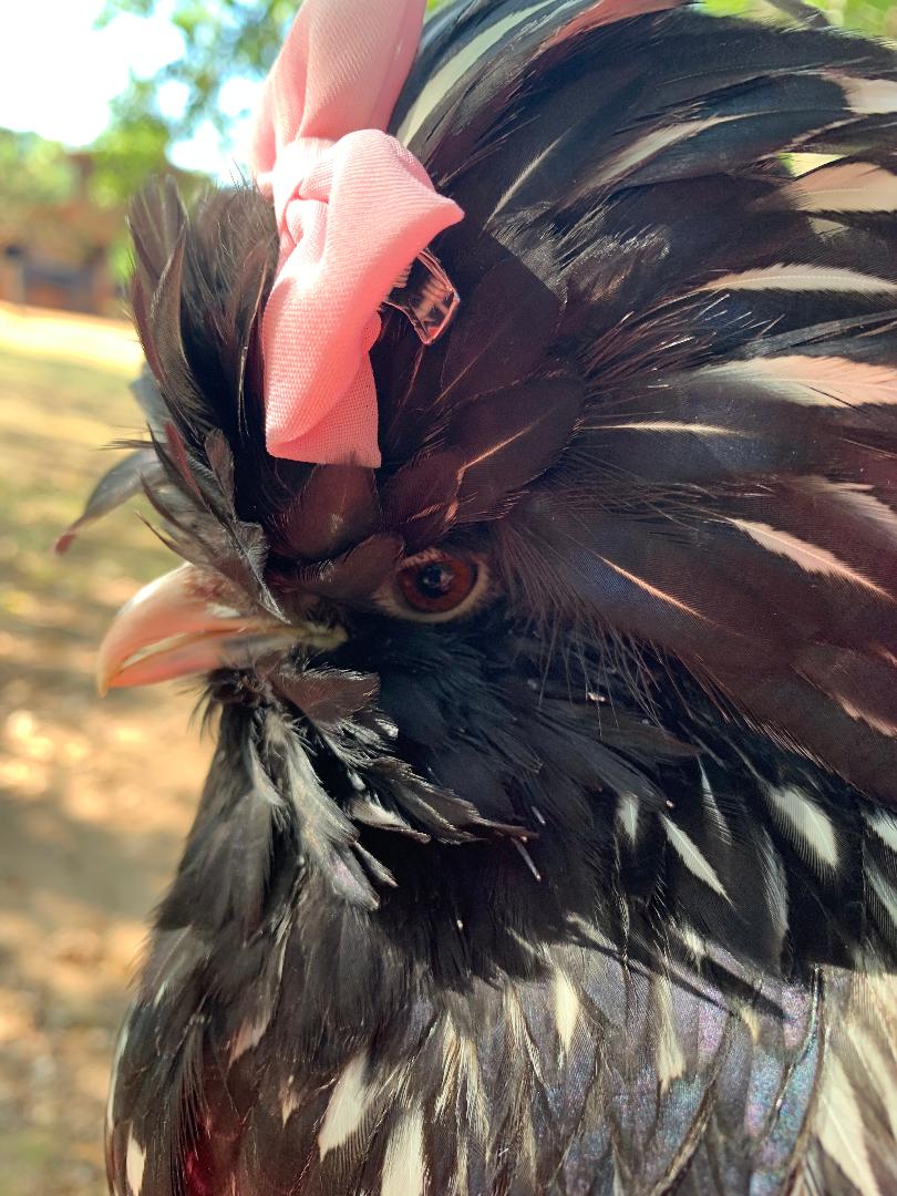 Tiny Eggs and Big Hair